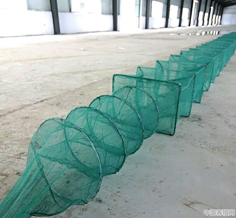 地笼装龙虾什么食物貝有诱惑力 - 中国养殖网