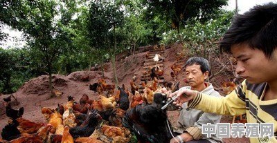 放养土鸡喂什么比较好，怎样才叫正宗的土鸡 - 中国养殖网