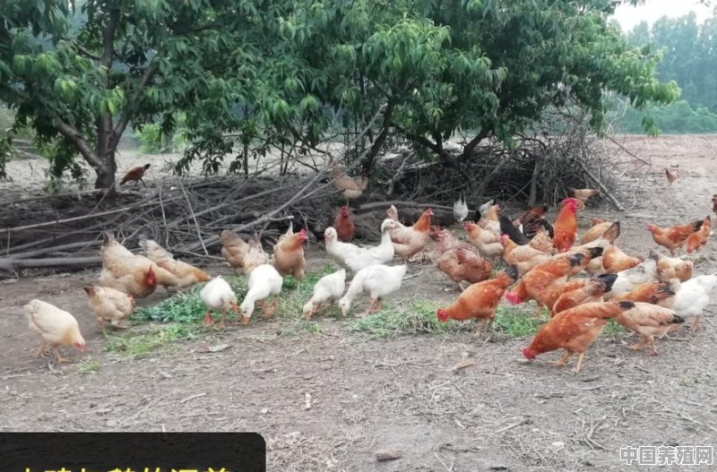 放养土鸡喂什么比较好，怎样才叫正宗的土鸡 - 中国养殖网