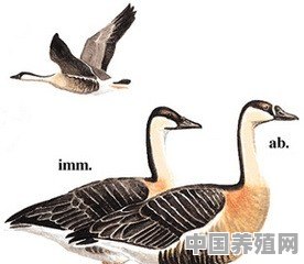 大雁和鹅有什么区别？他们有什么物种关系 - 中国养殖网