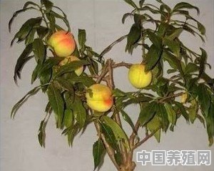 花卉盛行，农村中盆栽桃树如何种植 - 中国养殖网