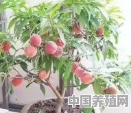 花卉盛行，农村中盆栽桃树如何种植 - 中国养殖网