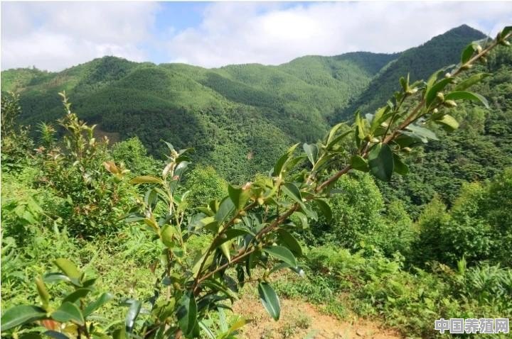 在南方海拔800左右的山村，适合那些种植或养殖的项目，能够发家至富呢 - 中国养殖网