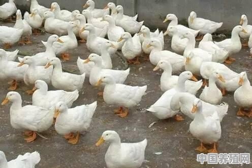 肉小鸭怎么散养 - 中国养殖网