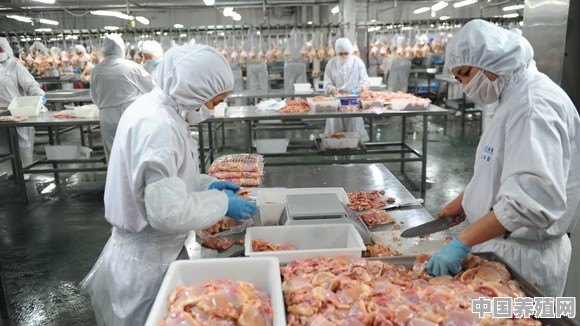 肉小鸭怎么散养 - 中国养殖网