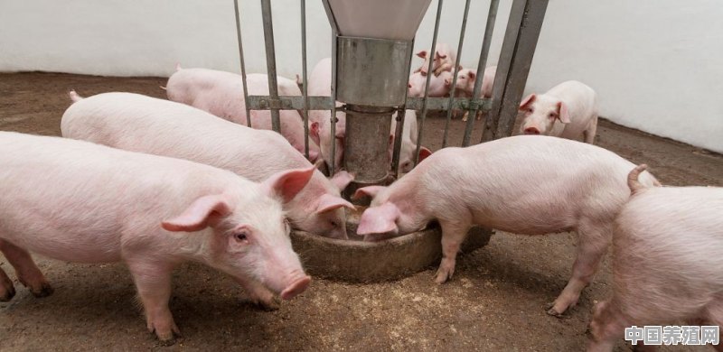 建养猪场怎样写申请书 - 中国养殖网