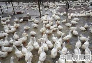 准备养殖蛋鸭，现在前景如何，投资大概多少钱 - 中国养殖网