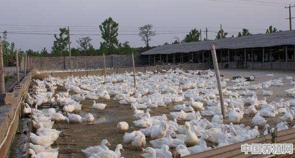 准备养殖蛋鸭，现在前景如何，投资大概多少钱 - 中国养殖网