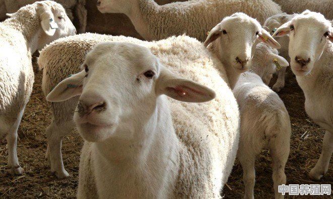 怎么用小苏打喂羊 - 中国养殖网