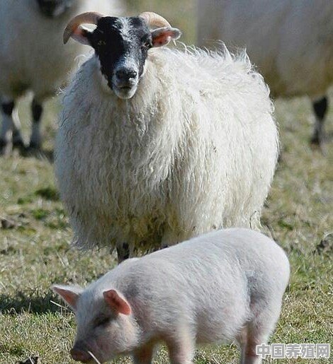 家里有二十头猪、十几只羊该怎么发展 - 中国养殖网