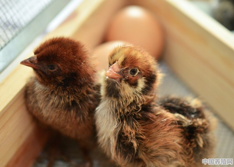 鸡掉毛的几种原因，该如何去防治 - 中国养殖网