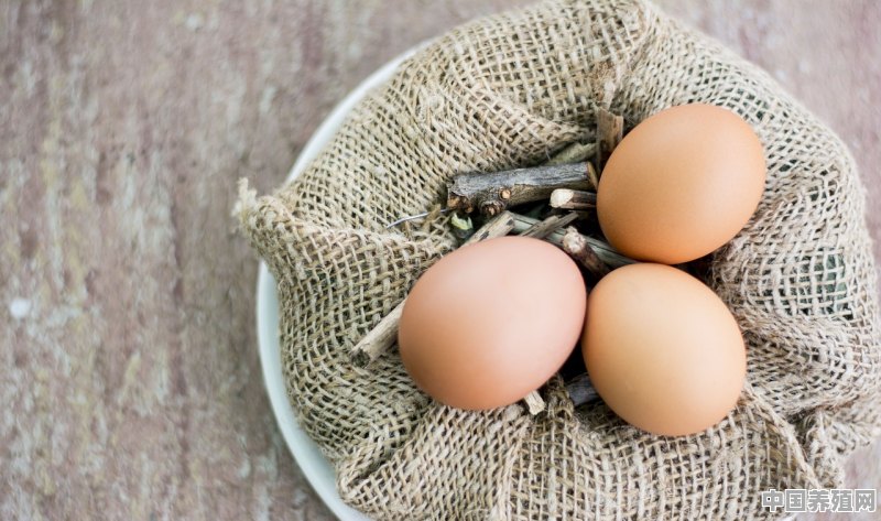 鸡蛋在母鸡体内怎么受精 - 中国养殖网