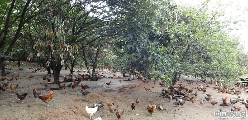 用几十亩地养鸡，种什么农作物才能达到生态养殖和经济效益双收的效果 - 中国养殖网