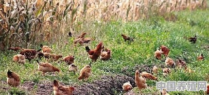 用几十亩地养鸡，种什么农作物才能达到生态养殖和经济效益双收的效果 - 中国养殖网
