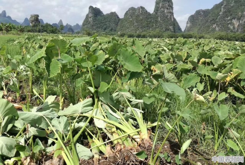 蔬菜下脚料如何低成本又环保的处理 - 中国养殖网