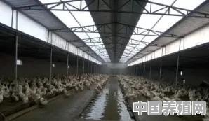 室内养鸭可行不？豆腐渣发酵后可当成鸭饲料使用吗 - 中国养殖网
