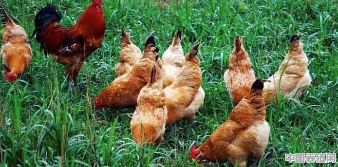 老家养的土鸡不放任何香料都香，为什么外面的鸡没那种香味 - 中国养殖网