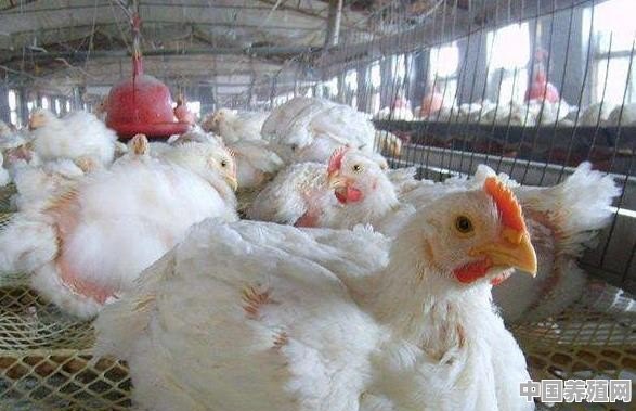 老家养的土鸡不放任何香料都香，为什么外面的鸡没那种香味 - 中国养殖网