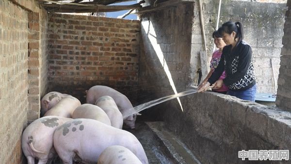 如今，养猪散户是不是要退出了，以后就剩规模化养殖了 - 中国养殖网