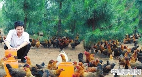 柴鸡不好抓，怎样才能抓住 - 中国养殖网