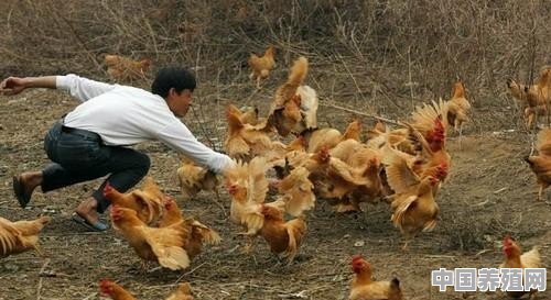 柴鸡不好抓，怎样才能抓住 - 中国养殖网
