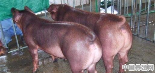 杜洛克黑猪最大能有多大？怎么养殖 - 中国养殖网