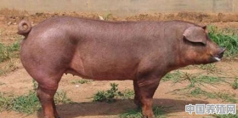 杜洛克黑猪最大能有多大？怎么养殖 - 中国养殖网