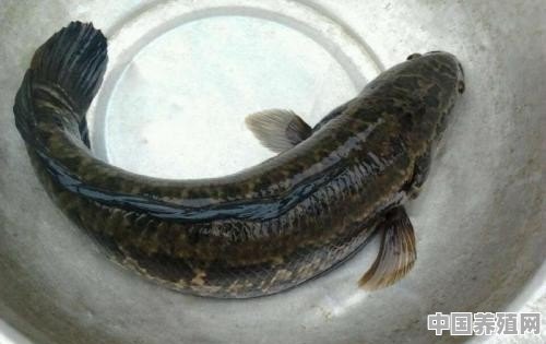 黑鱼能在帆布池里养殖吗 - 中国养殖网