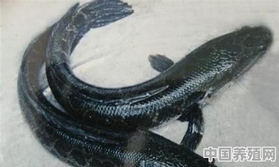 黑鱼能在帆布池里养殖吗 - 中国养殖网