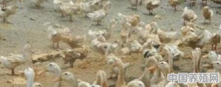 鹅怎么养殖才能赚到钱 - 中国养殖网