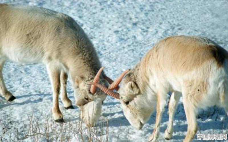 人工饲养高鼻羚羊，需要注意什么 - 中国养殖网