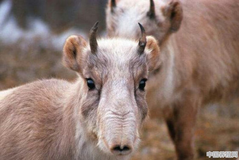 人工饲养高鼻羚羊，需要注意什么 - 中国养殖网
