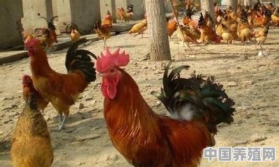 四川也有养鸡的吗 - 中国养殖网