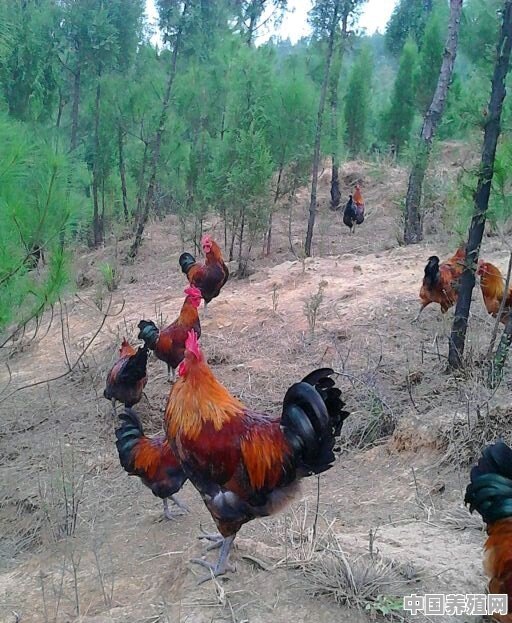 四川也有养鸡的吗 - 中国养殖网