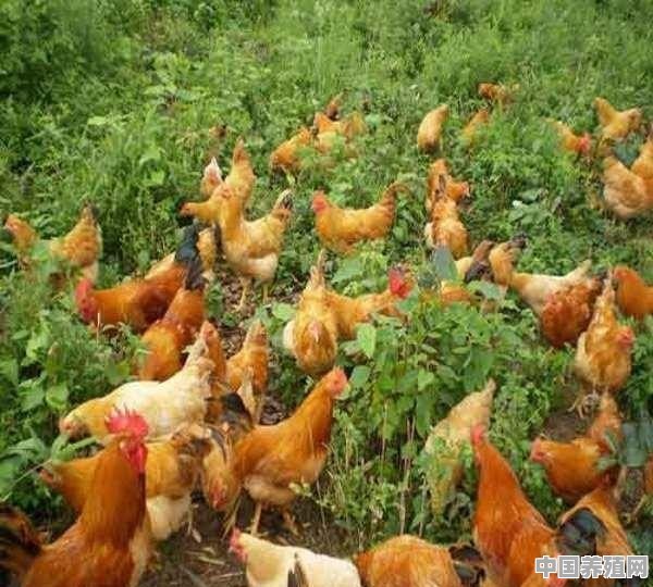家禽养殖中，为什么稳定地提供无抗产品会很难 - 中国养殖网