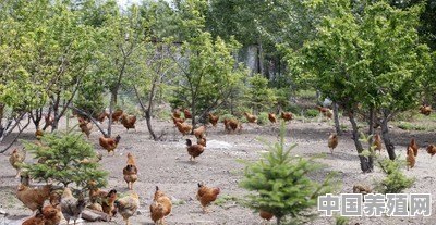 家禽养殖中，为什么稳定地提供无抗产品会很难 - 中国养殖网