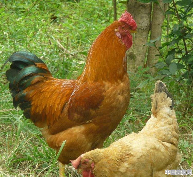 土鸡主要吃什么呢，土鸡饲料怎样配比 - 中国养殖网