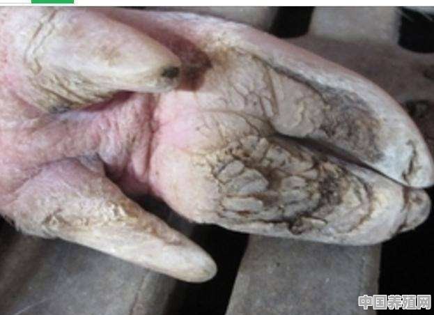 猪裂蹄是什么原因引起的，用什么药 - 中国养殖网