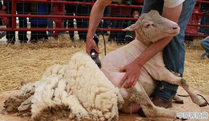 绵羊在过冬后什么时候剪羊毛 - 中国养殖网