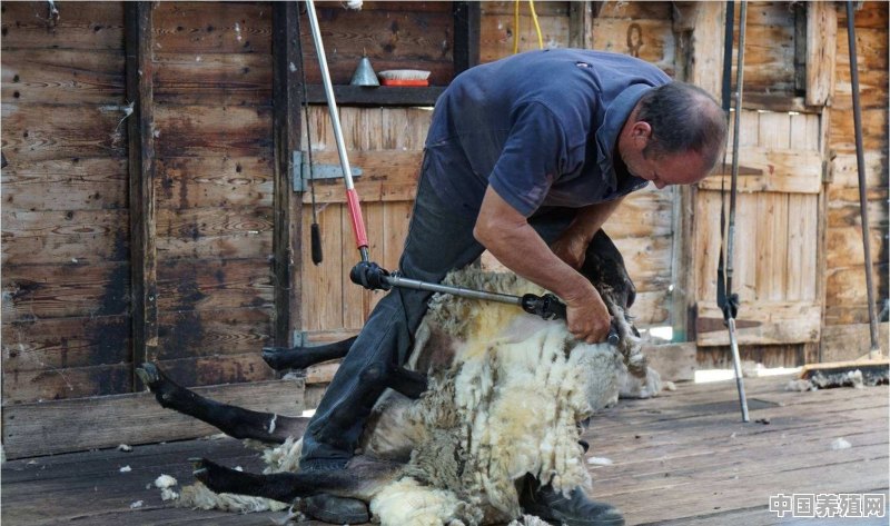 绵羊在过冬后什么时候剪羊毛 - 中国养殖网