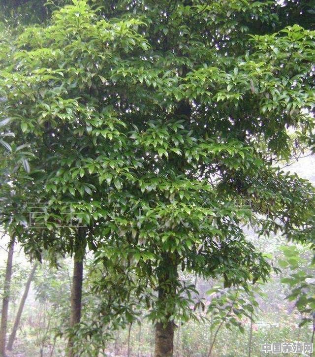 楠木怎么养 - 中国养殖网