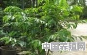 楠木怎么养 - 中国养殖网