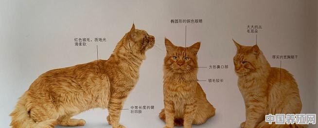 有知道这猫啥品种的吗 - 中国养殖网