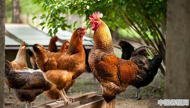 养鸡厂的鸡为什么比家养长的快？吃了会危害健康吗 - 中国养殖网