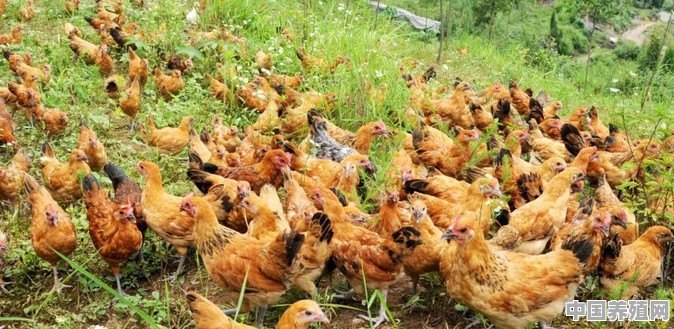 养鸡厂的鸡为什么比家养长的快？吃了会危害健康吗 - 中国养殖网