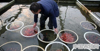 人工养殖的鱼爱生病，是密度过大造成的吗 - 中国养殖网