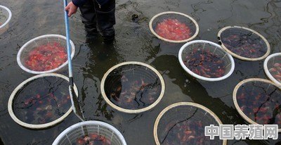 人工养殖的鱼爱生病，是密度过大造成的吗 - 中国养殖网