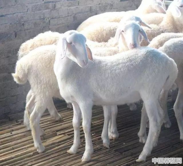 妊娠期母羊的营养需求与日粮配方是怎样的？饲养中需要注意哪些方面 - 中国养殖网