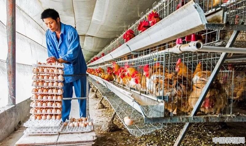 2020养鸡要投入多少资金 - 中国养殖网