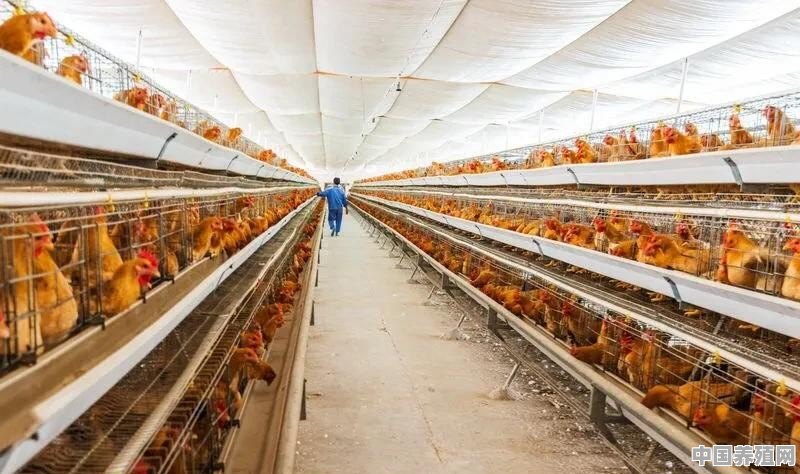 2020养鸡要投入多少资金 - 中国养殖网